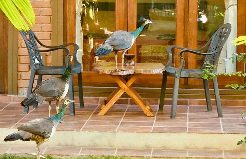 Millet'S Food Company And Cooking Center Hotel Negombo Ngoại thất bức ảnh